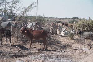 wcows in kuran 03.jpg